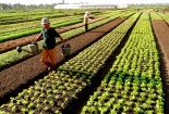 Cả người bán và người mua đều không biết rau nào an toàn